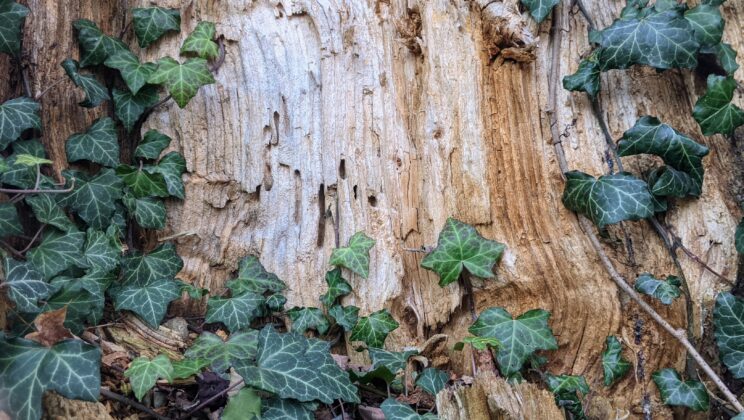 Sawdust & Smoke: Finding Life in the Remnants