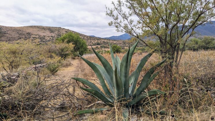 Still-Life of Environmental Paradox in Hidalgo, Mexico