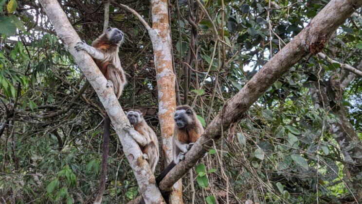 The Monkeys Share Their Bananas & I Forget the World is Ending